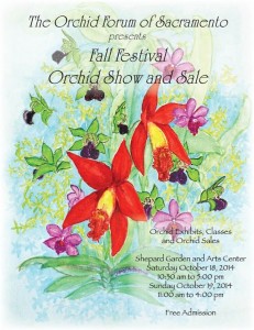 Sacramento Orchid Forum Fall Show